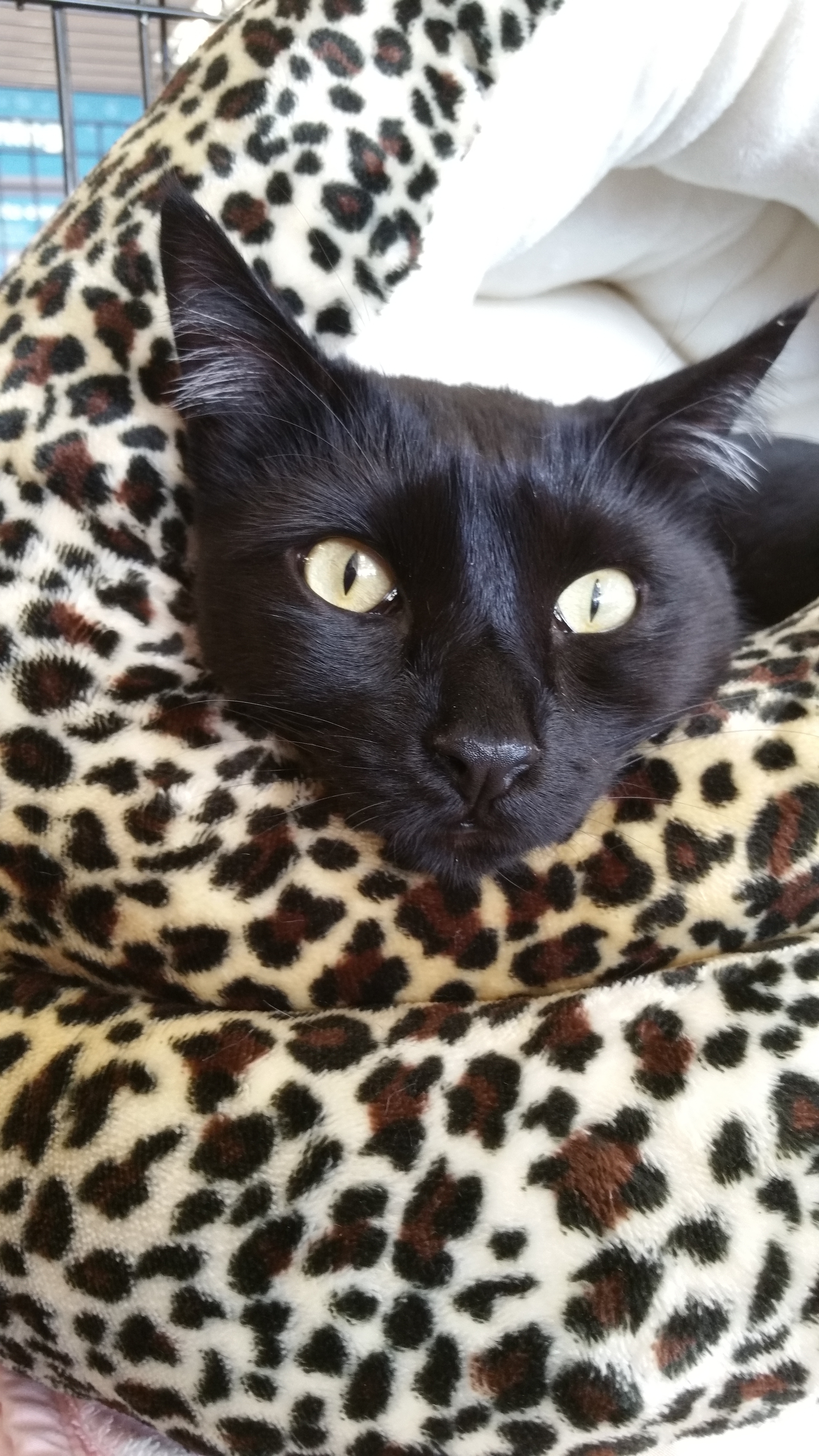 Blueberry, Adoptable, Adult Male Bombay & Domestic Medium Hair.