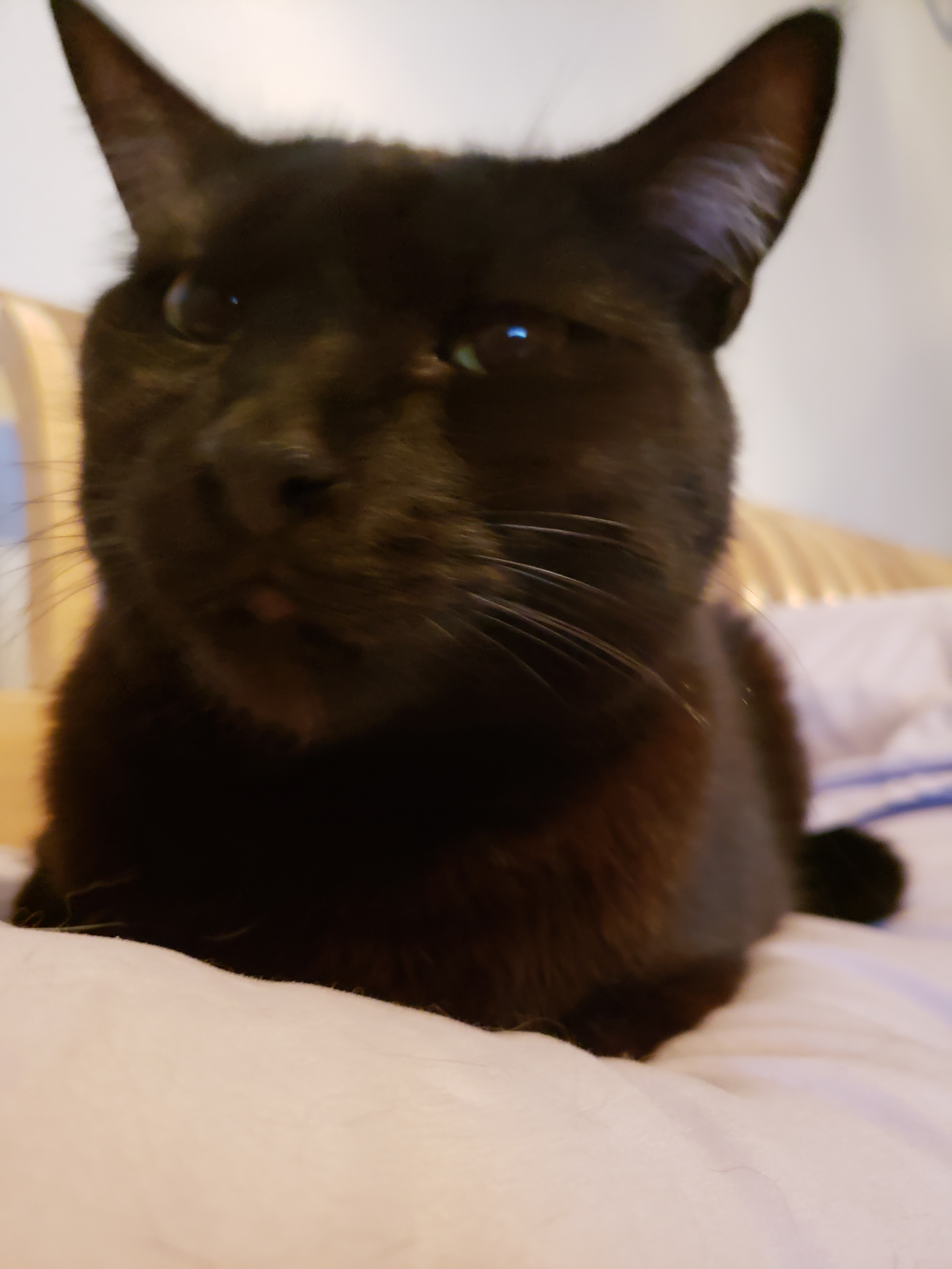 Blueberry, a Adoptable mixed breed in Los Angeles, CA image 2/6