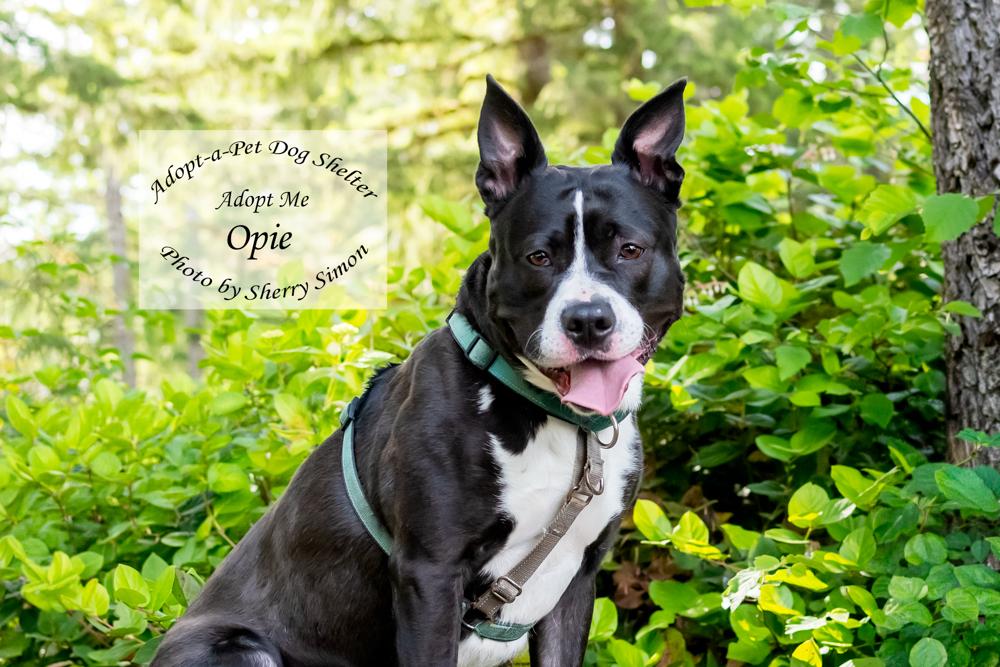 Enlarge OPIE, a Adoptable mixed breed in Shelton, WA image 1/6