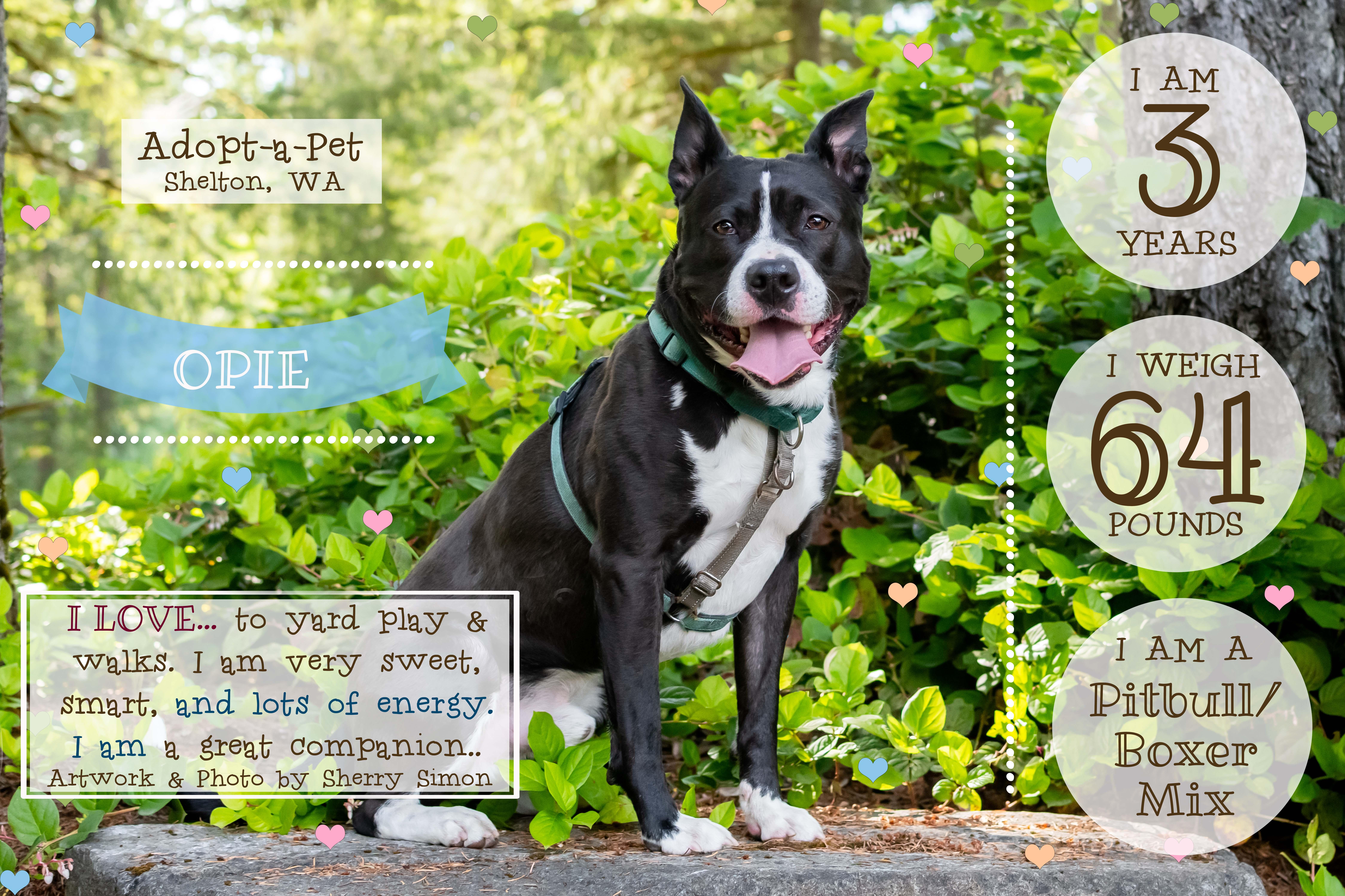 Enlarge OPIE, a Adoptable mixed breed in Shelton, WA image 2/6