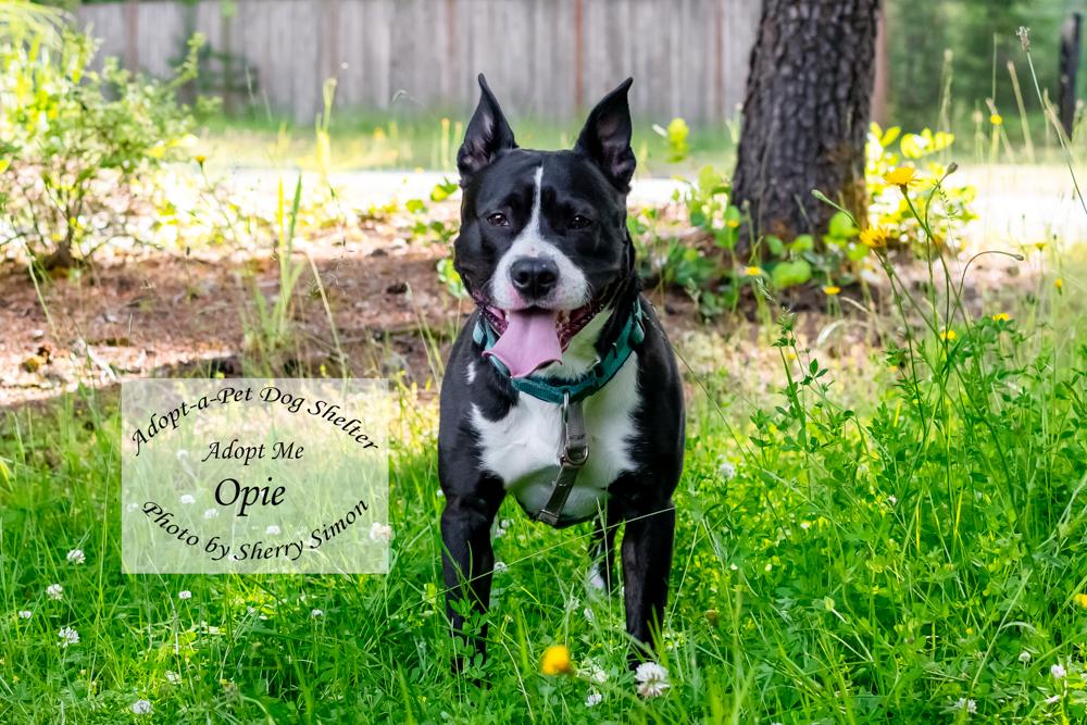 OPIE, Adoptable, Adult Male Boxer & Pit Bull Terrier.