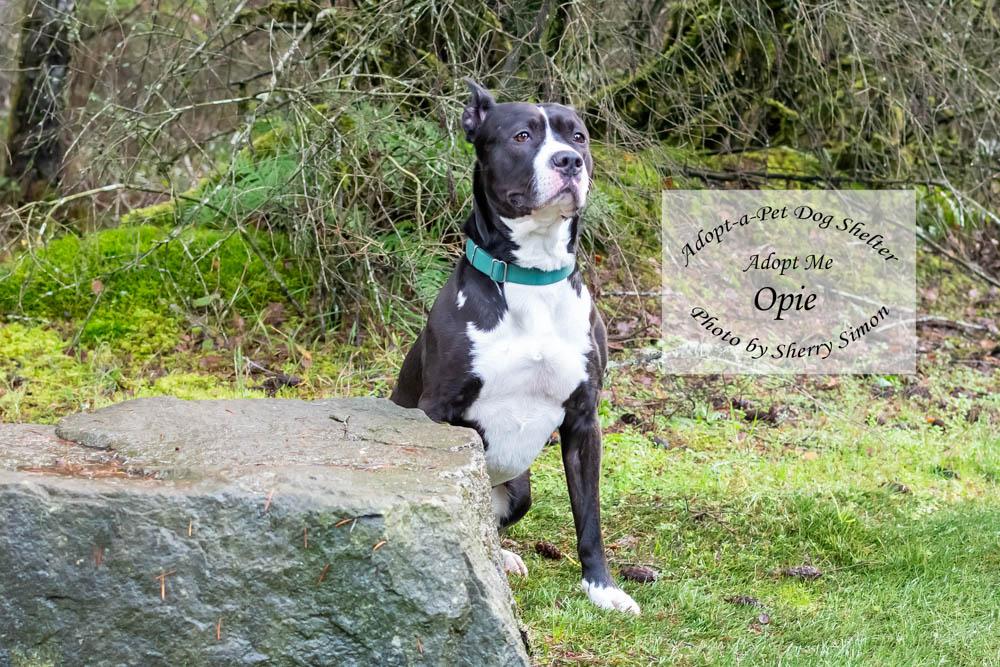 OPIE, a Adoptable mixed breed in Shelton, WA image 3/6