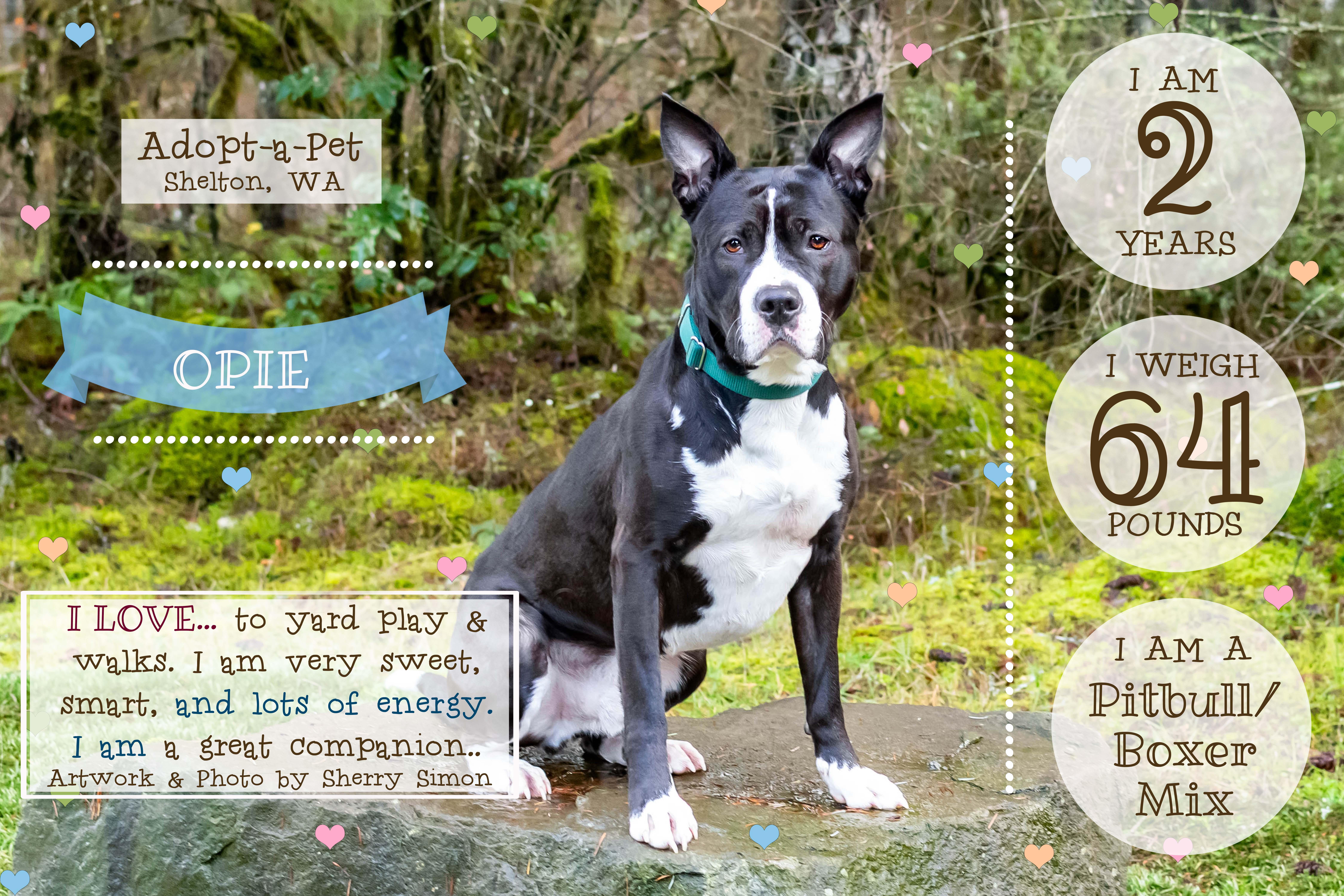 OPIE, a Adoptable mixed breed in Shelton, WA image 6/6