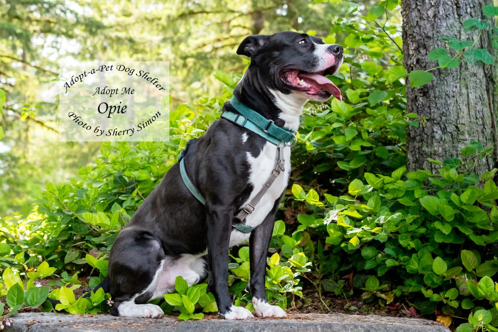 Enlarge OPIE, a Adoptable mixed breed in Shelton, WA image 3/6