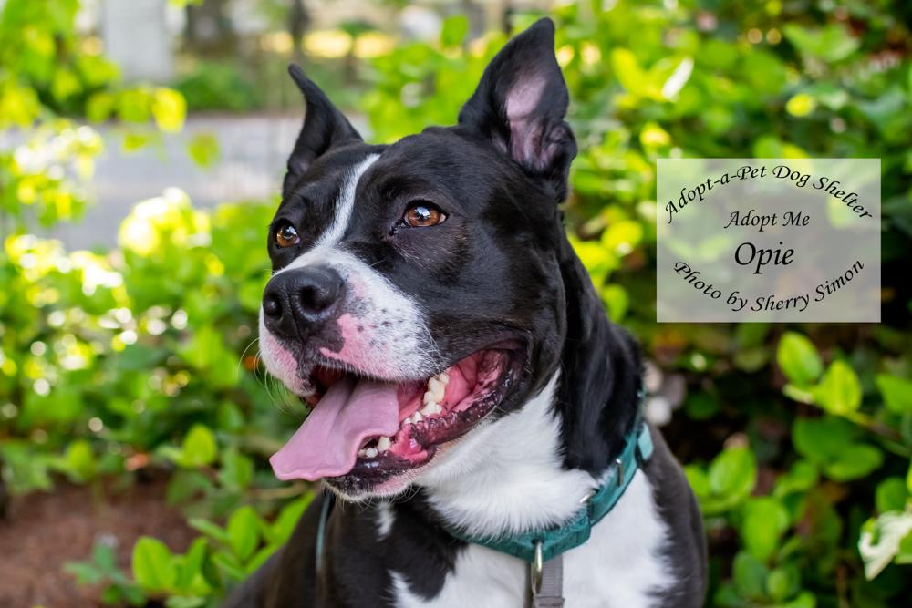 Enlarge OPIE, a Adoptable mixed breed in Shelton, WA image 4/6