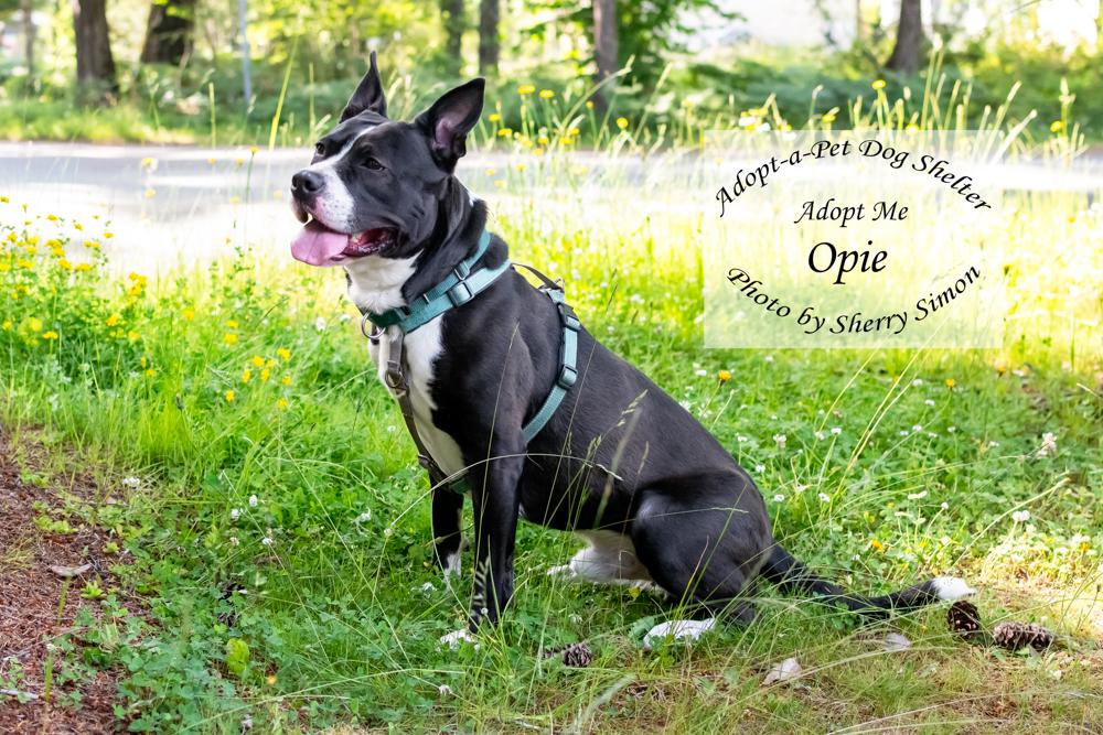 Enlarge OPIE, a Adoptable mixed breed in Shelton, WA image 5/6