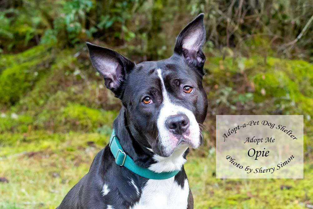 OPIE, a Adoptable mixed breed in Shelton, WA image 1/6