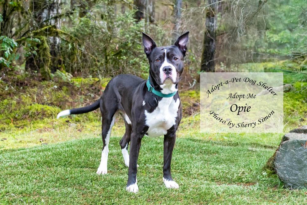 OPIE, a Adoptable mixed breed in Shelton, WA image 4/6
