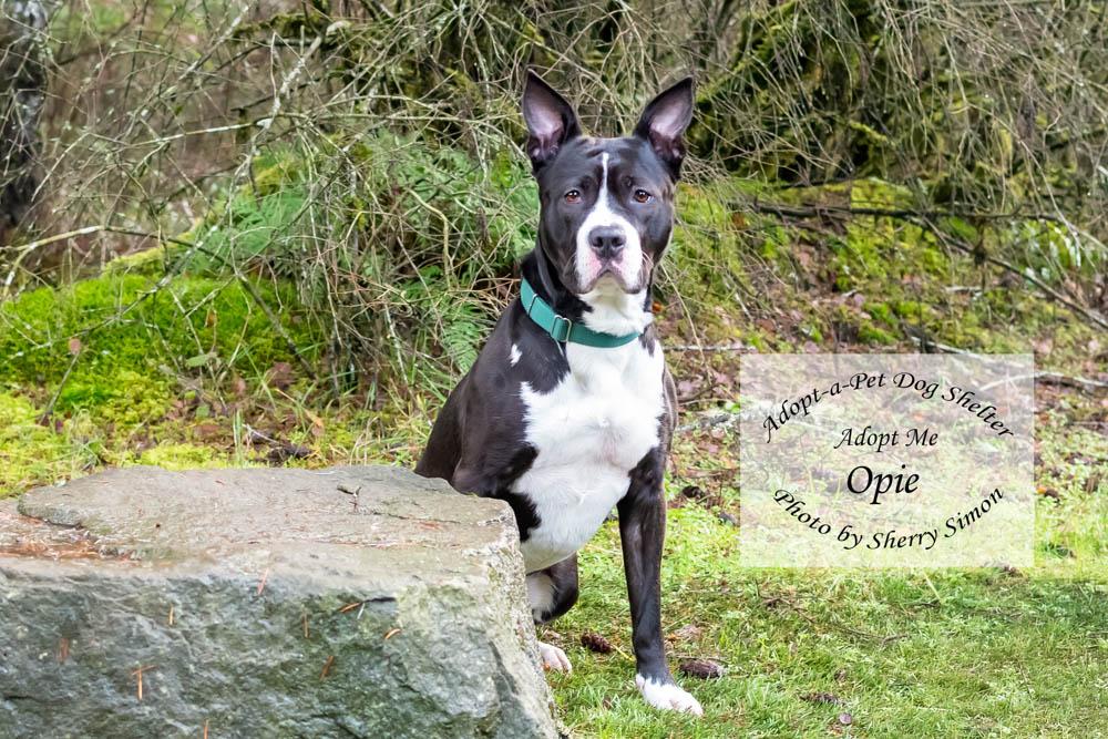 OPIE, a Adoptable mixed breed in Shelton, WA image 2/6