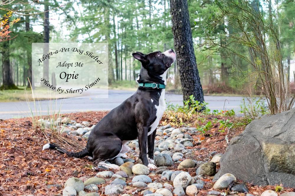 OPIE, a Adoptable mixed breed in Shelton, WA image 5/6