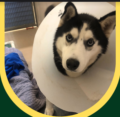 Kylee, Adopted, Young Female Husky.