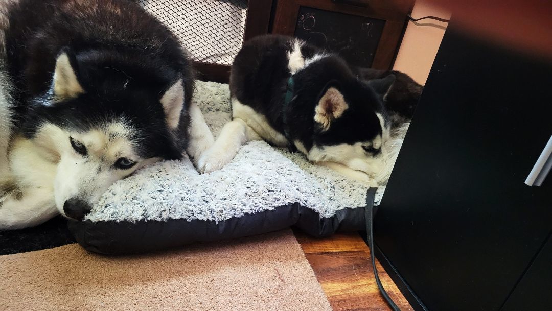 Kylee, a Adopted Husky in Rochester, NY image 2/5