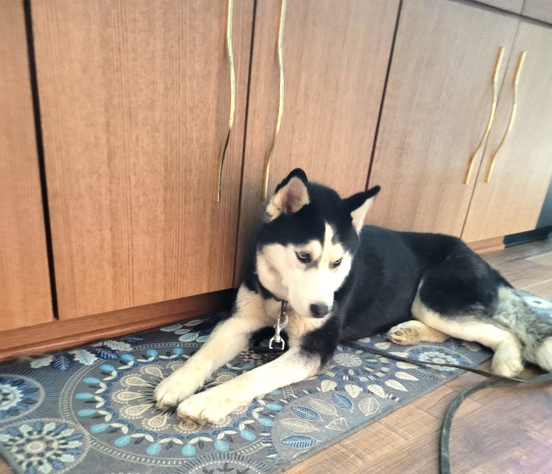 Kylee, a Adopted Husky in Rochester, NY image 3/5