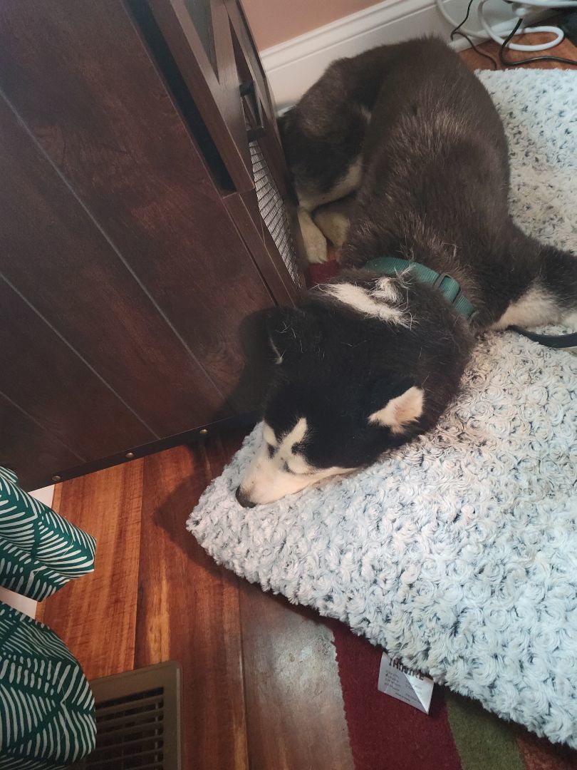 Kylee, a Adopted Husky in Rochester, NY image 4/5