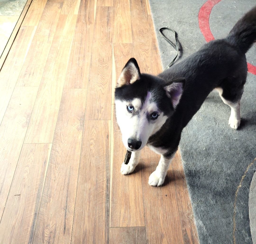Kylee, a Adopted Husky in Rochester, NY image 5/5