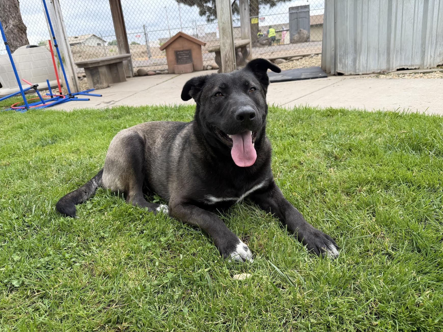 Enlarge Roxy, a ADOPTABLE mixed breed in Oakdale, CA image 3/3