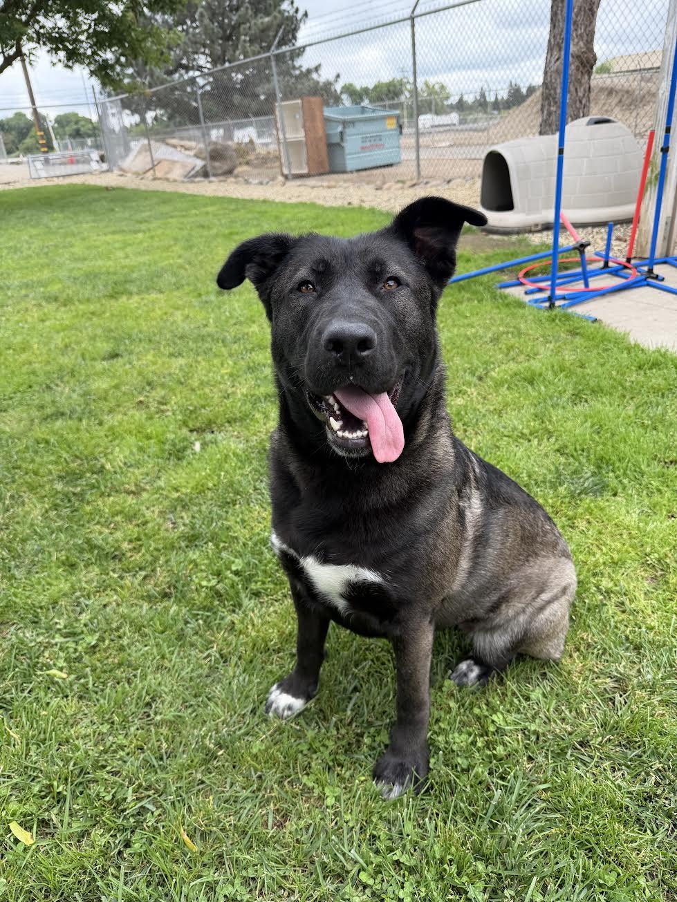 Enlarge Roxy, a ADOPTABLE mixed breed in Oakdale, CA image 2/3