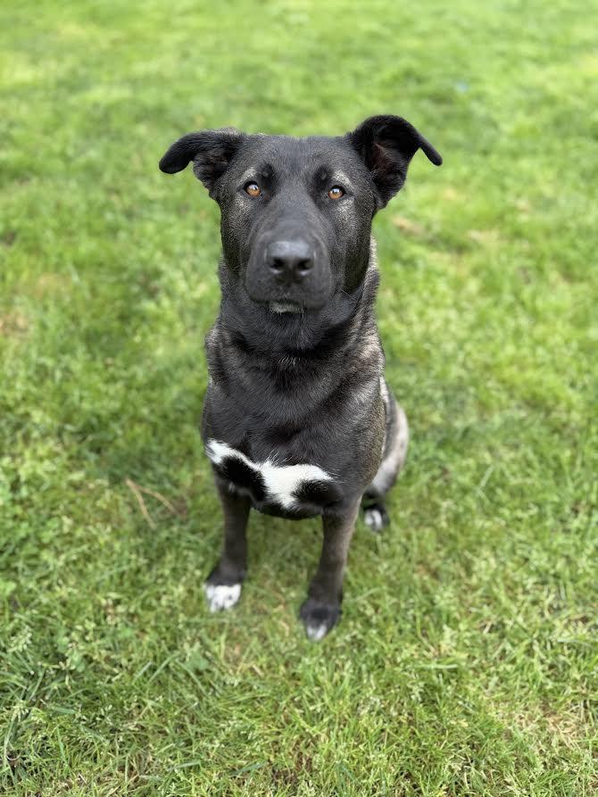 Enlarge Roxy, a ADOPTABLE mixed breed in Oakdale, CA image 1/1