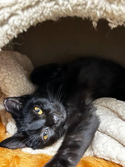 Enlarge Binx and Nina, a ADOPTABLE mixed breed in Stanford, CA image 4/4