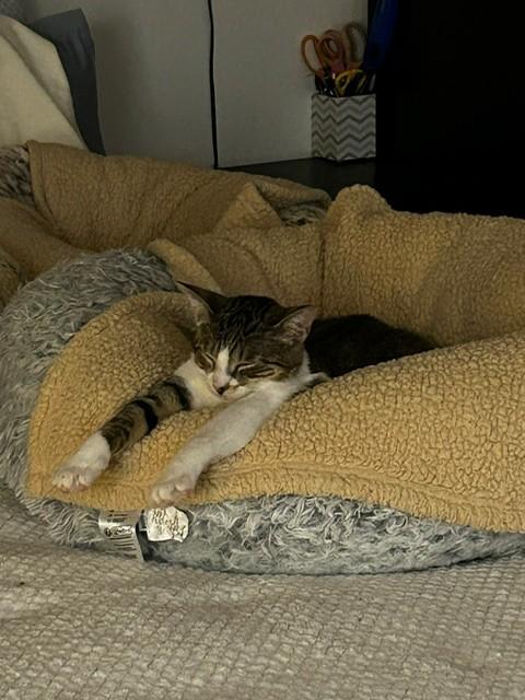Binx and Nina, ADOPTABLE, Young Male Domestic Short Hair.