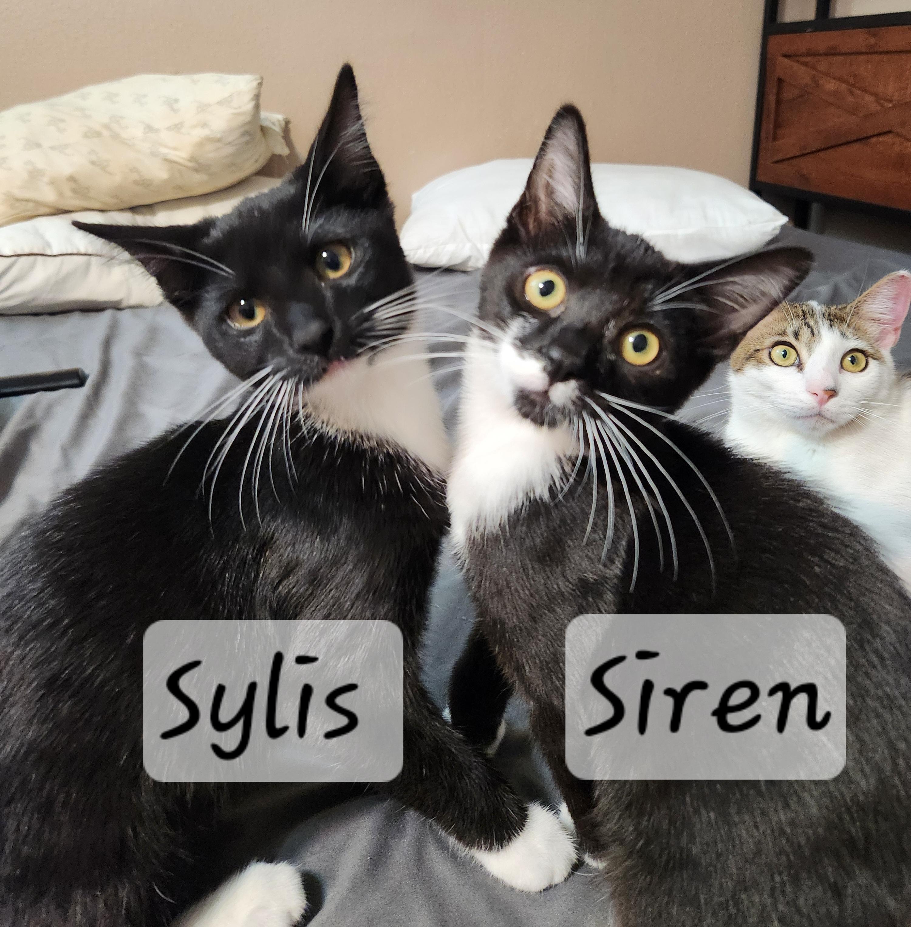 Enlarge Siren, a ADOPTABLE Domestic Short Hair in Redondo Beach, CA image 1/4