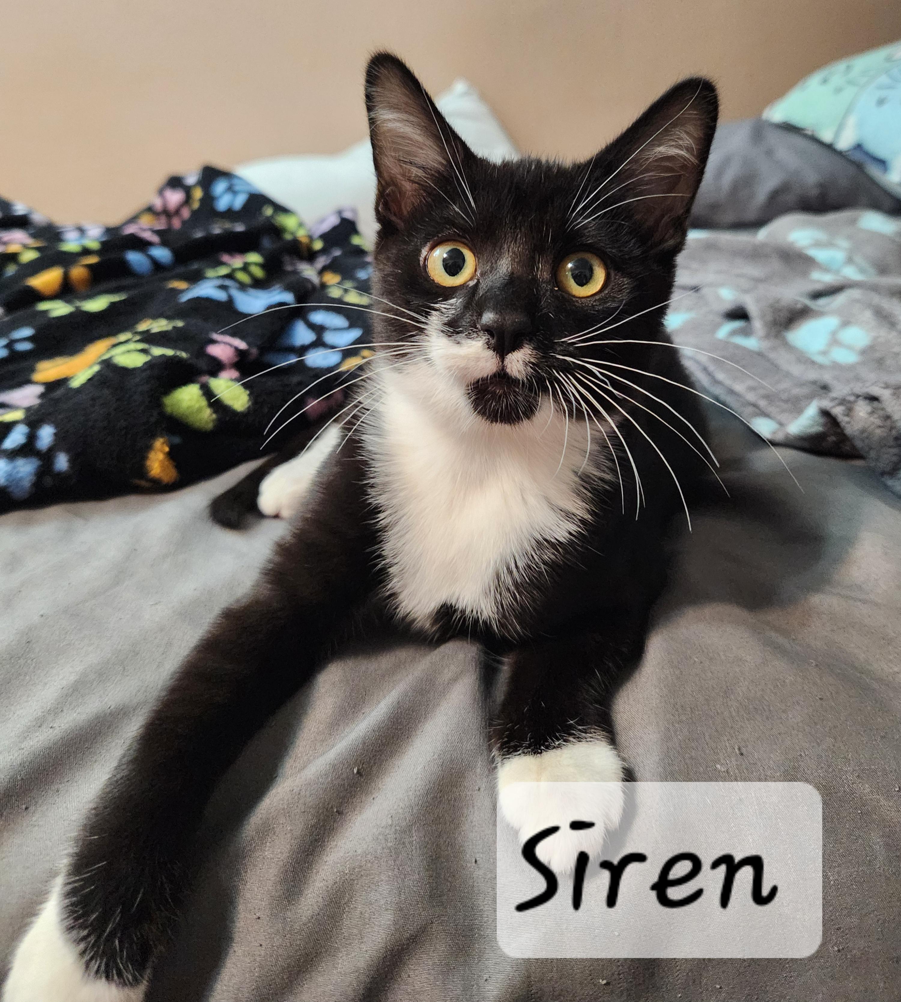 Enlarge Siren, a ADOPTABLE Domestic Short Hair in Redondo Beach, CA image 2/4