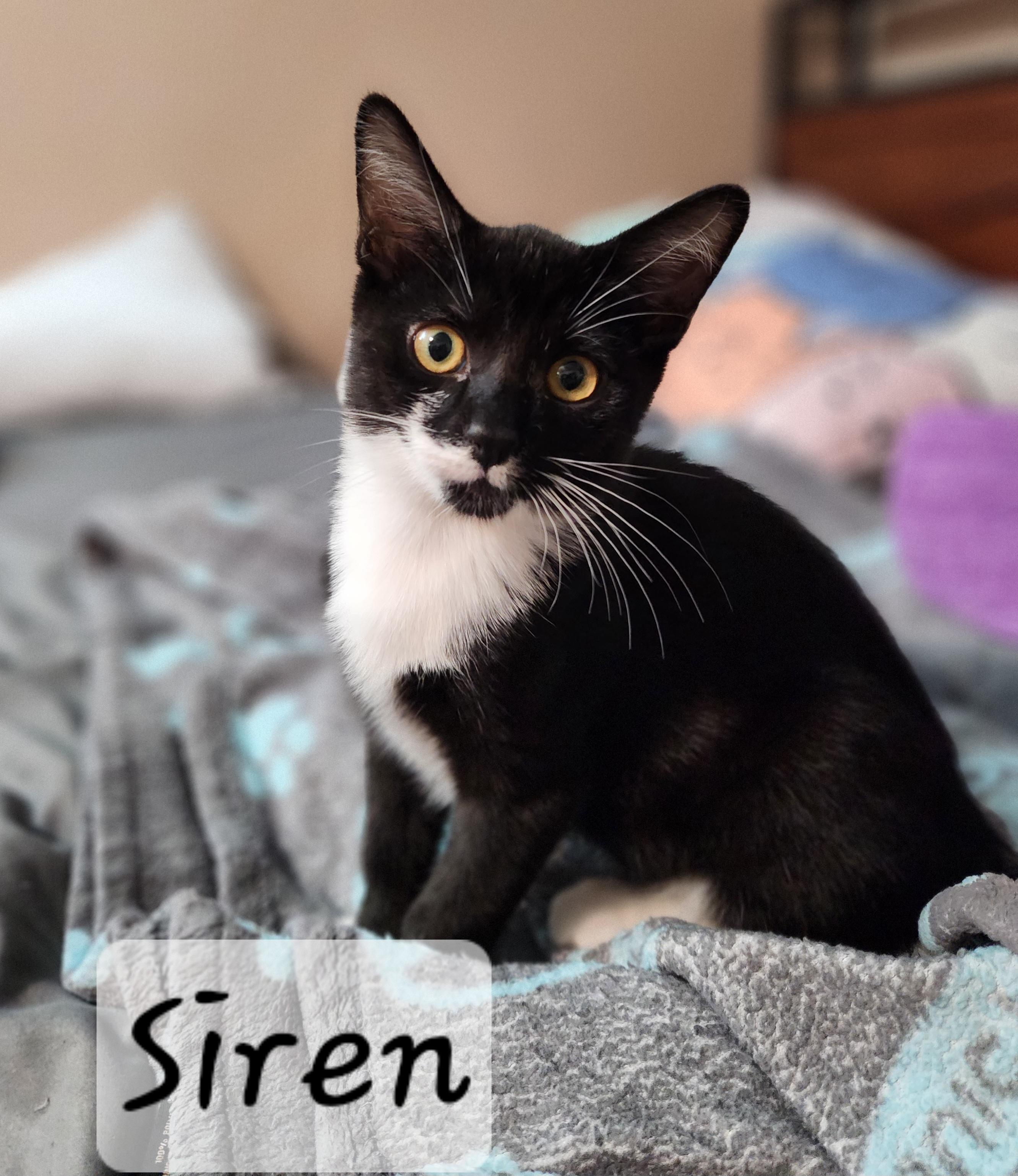 Enlarge Siren, a ADOPTABLE Domestic Short Hair in Redondo Beach, CA image 3/4