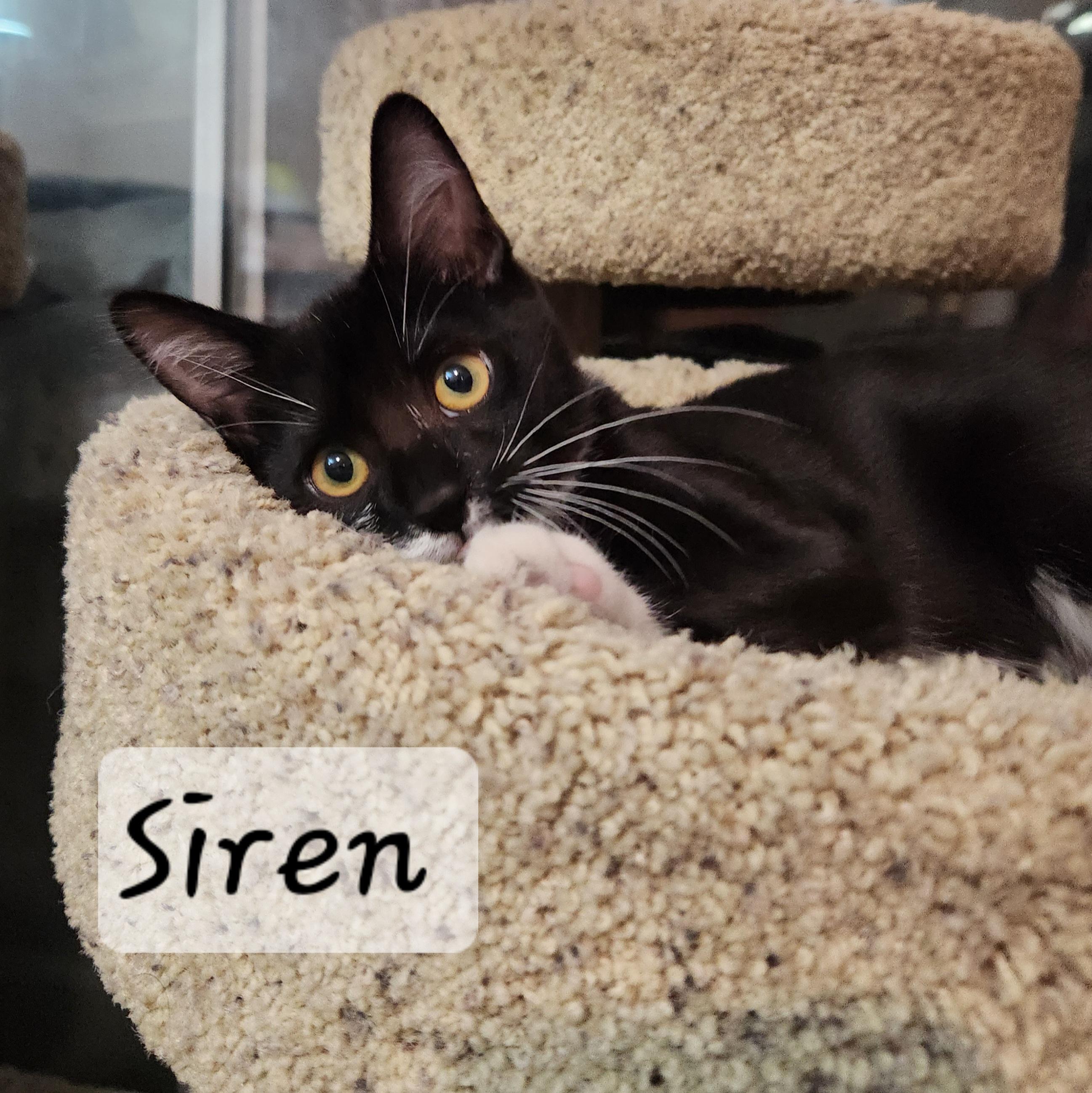 Enlarge Siren, a ADOPTABLE Domestic Short Hair in Redondo Beach, CA image 4/4