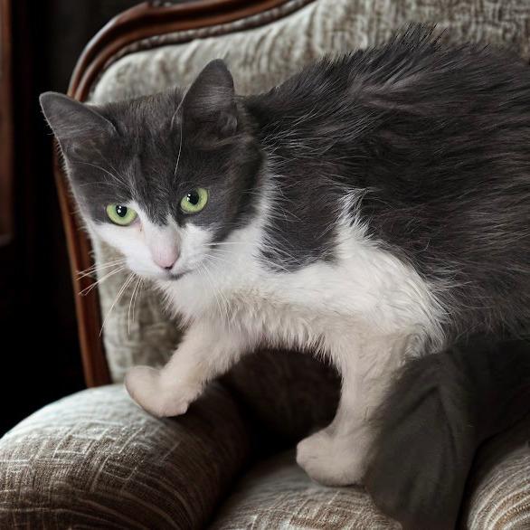 Cora (12924MHG), Adoptable, Adult Female Domestic Long Hair & Domestic Long Hair.