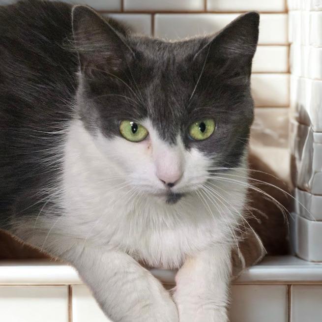 Enlarge Cora (12924MHG), a Adoptable mixed breed in La Plata, MD image 2/2