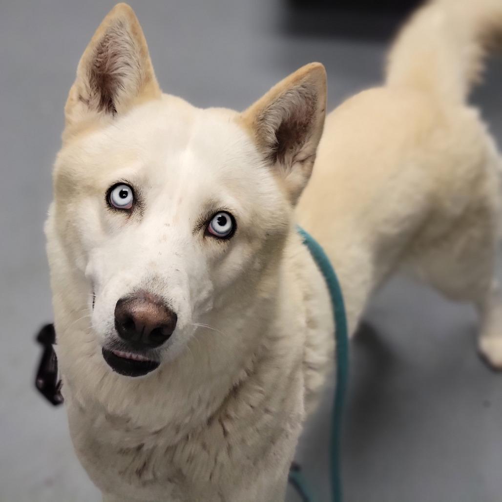 Enlarge Atlas, a Adoptable Mixed Breed in Sarasota, FL image 1/1