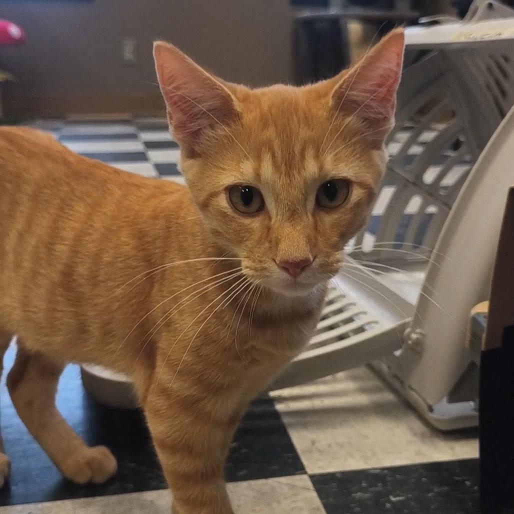 Paco, Adoptable, Kitten Male Domestic Short Hair.