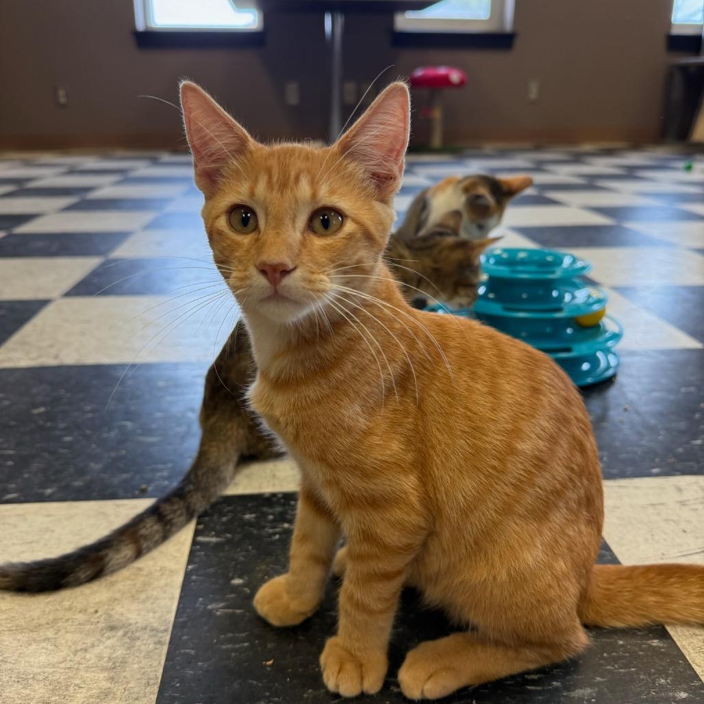 Paco, a Adoptable Domestic Short Hair in Okmulgee, OK image 2/2