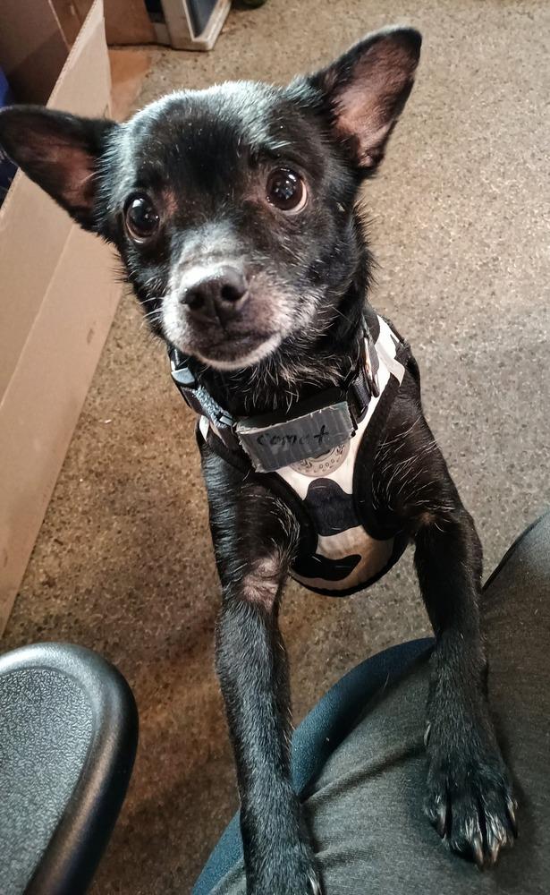 Enlarge Comet, a Adopted Chihuahua in Muskegon, MI image 2/3