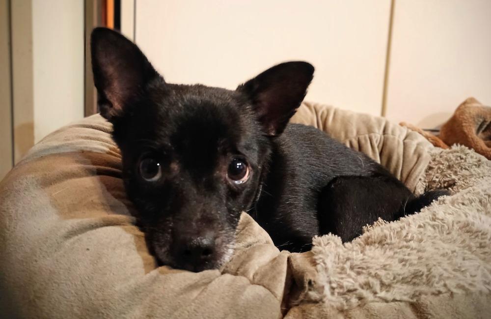 Enlarge Comet, a Adopted Chihuahua in Muskegon, MI image 3/3