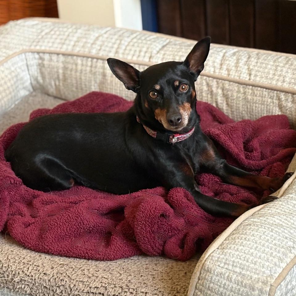 Enlarge Luna, a Adoptable Miniature Pinscher in Albany, NY image 4/6