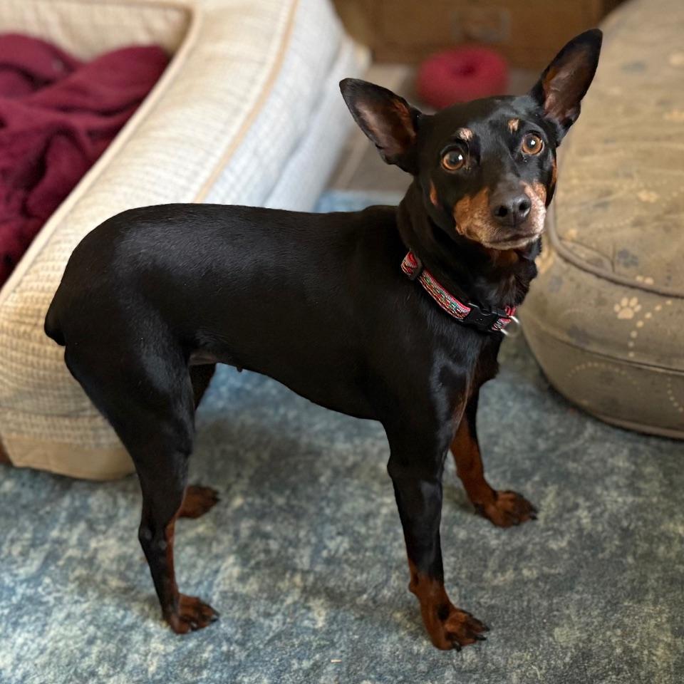 Enlarge Luna, a Adoptable Miniature Pinscher in Albany, NY image 3/6