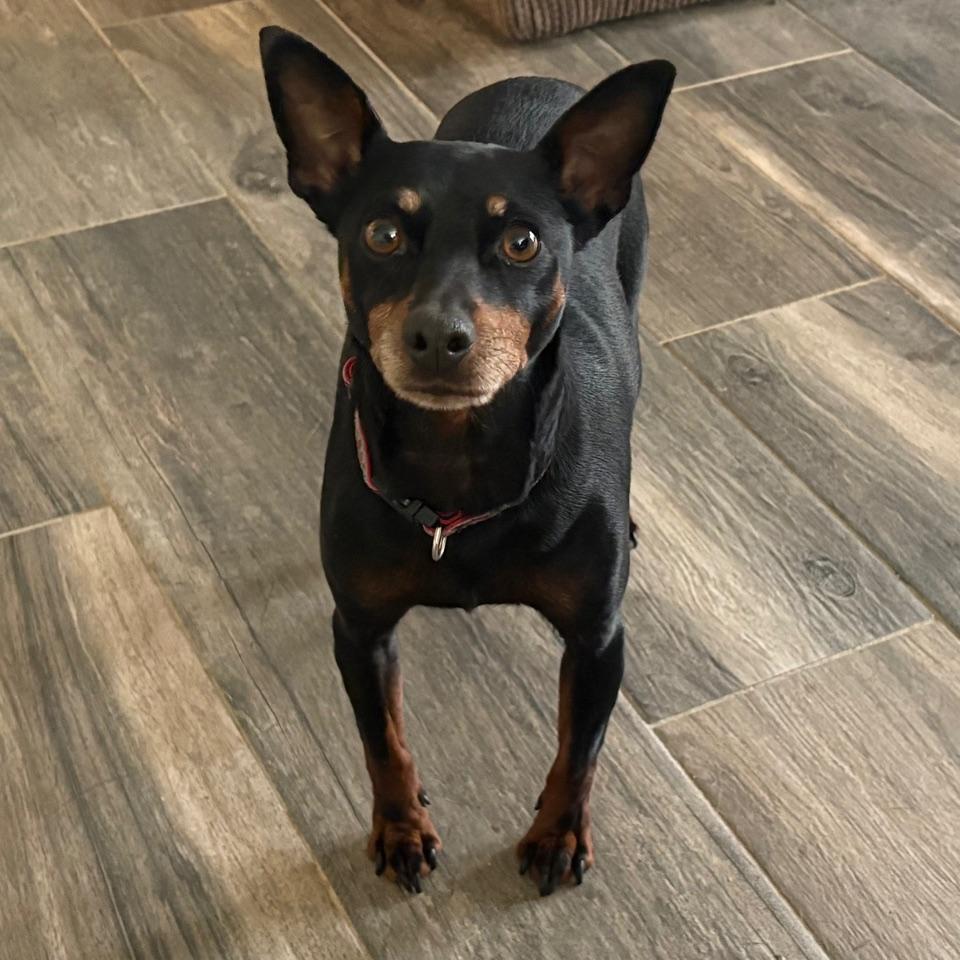 Enlarge Luna, a Adoptable Miniature Pinscher in Albany, NY image 2/6