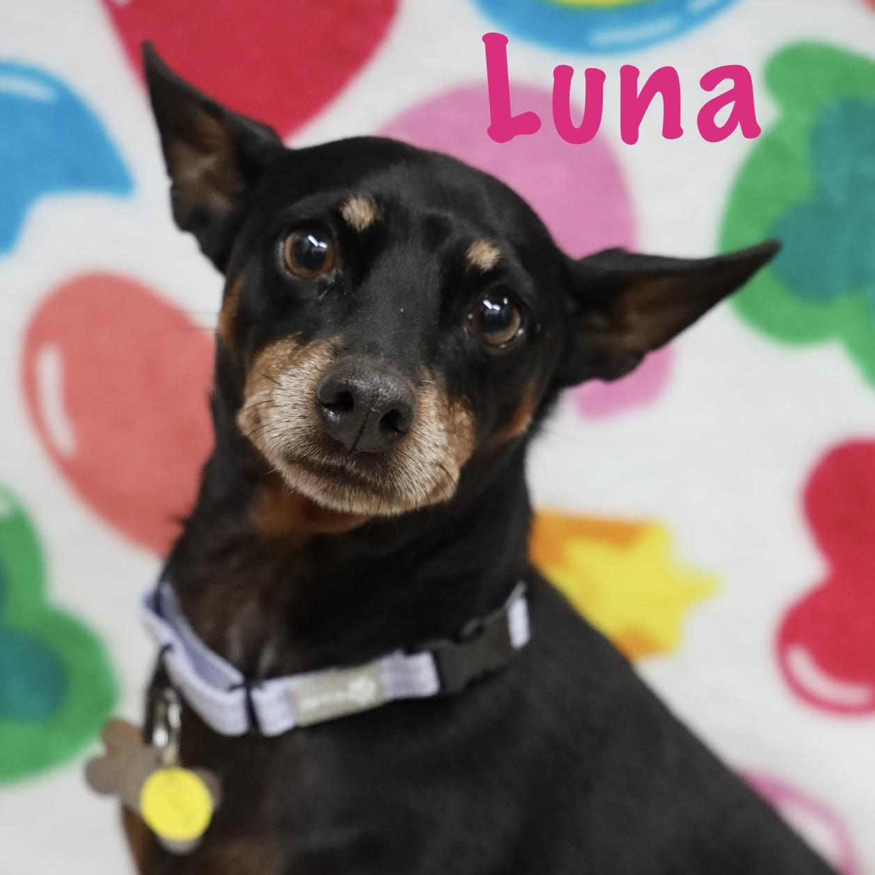 Luna, Adoptable, Adult Female Miniature Pinscher.