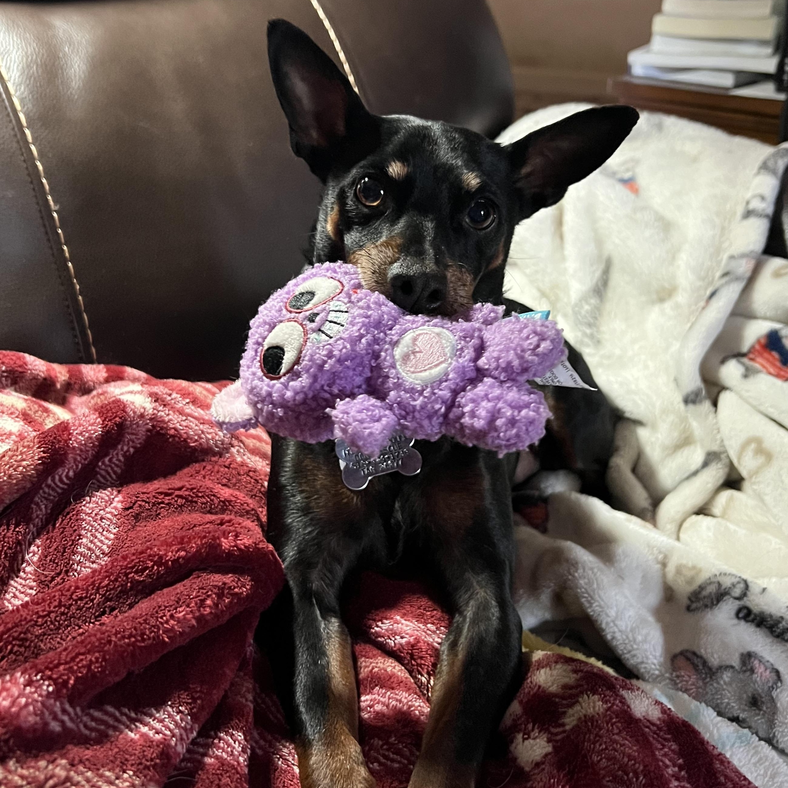 Enlarge Luna, a Adoptable Miniature Pinscher in Albany, NY image 6/6