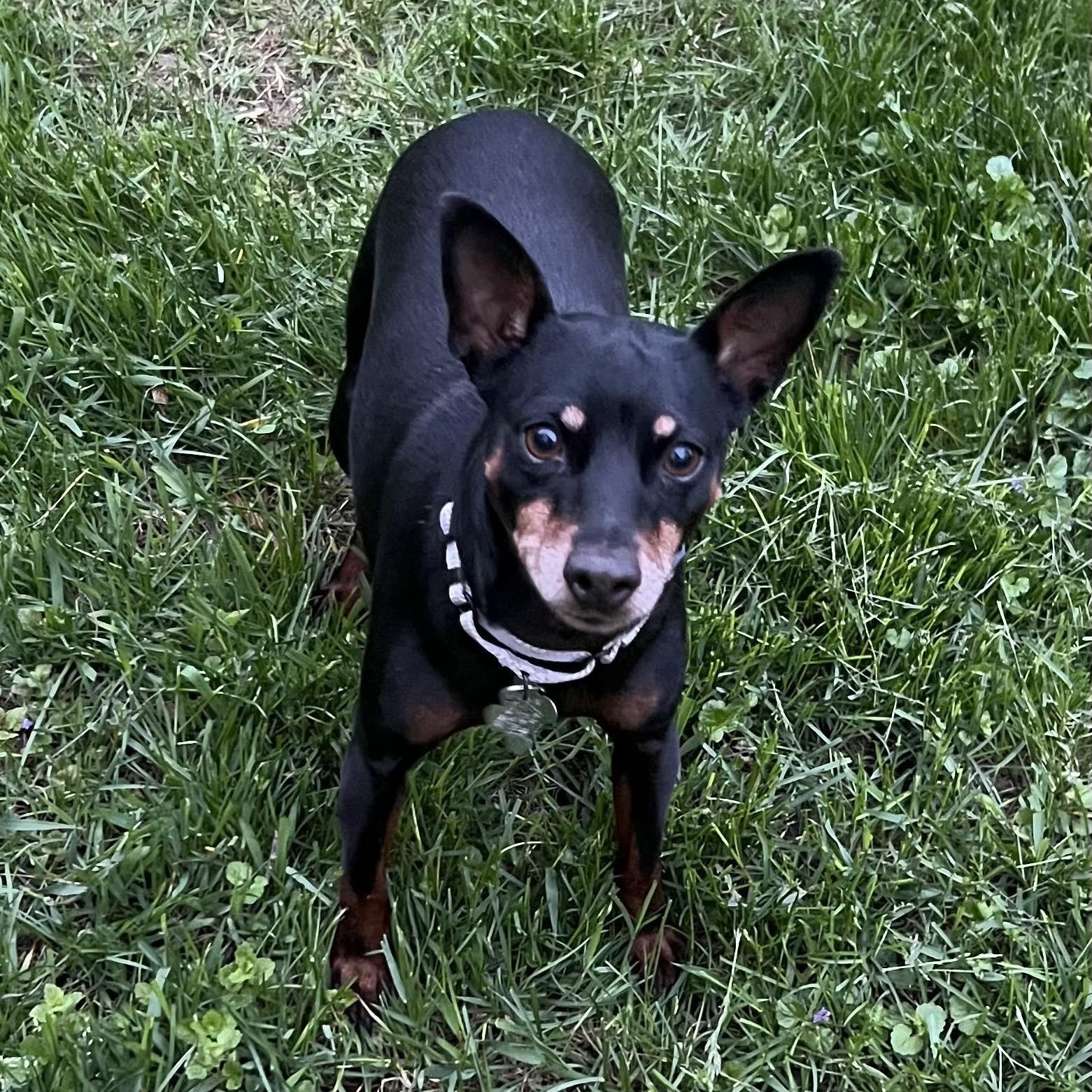 Luna, Adoptable, Adult Female Miniature Pinscher.