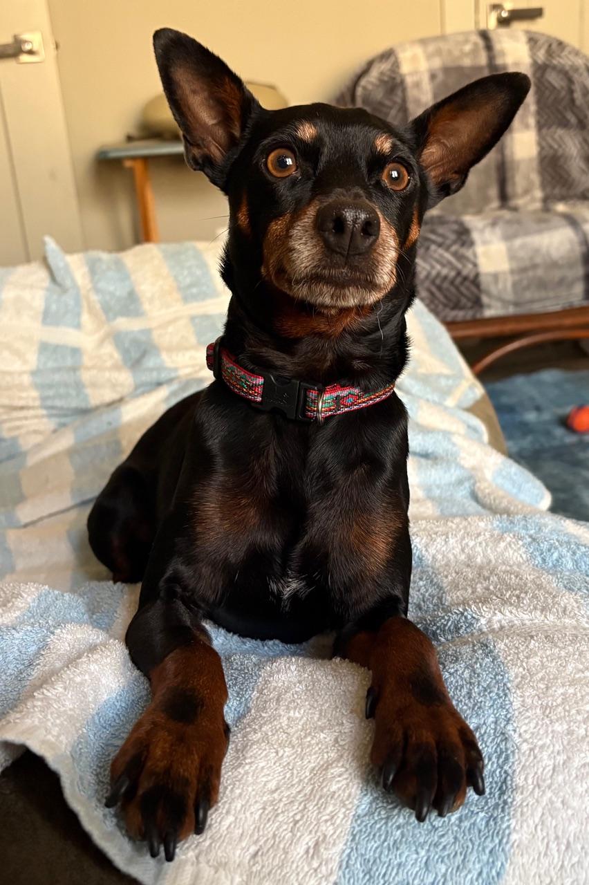 Enlarge Luna, a Adoptable Miniature Pinscher in Albany, NY image 5/6
