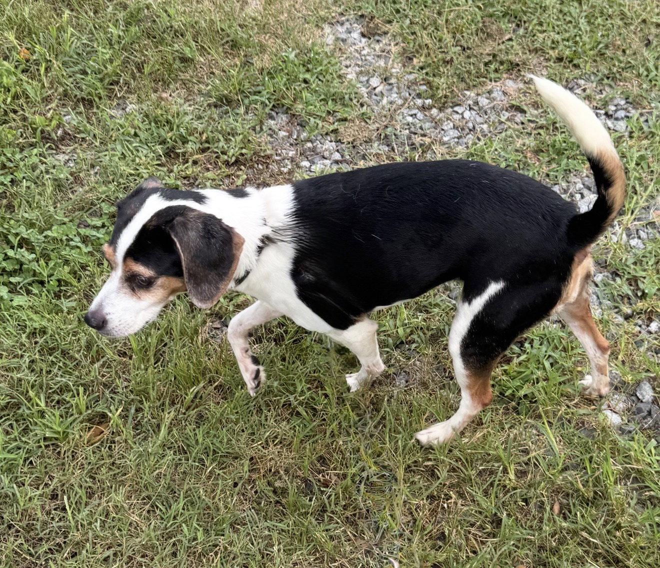 Enlarge Vegas, a Adoptable mixed breed in Staley, NC image 1/1