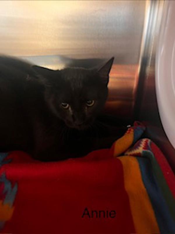 Annie, Adoptable, Adult Female Domestic Short Hair.