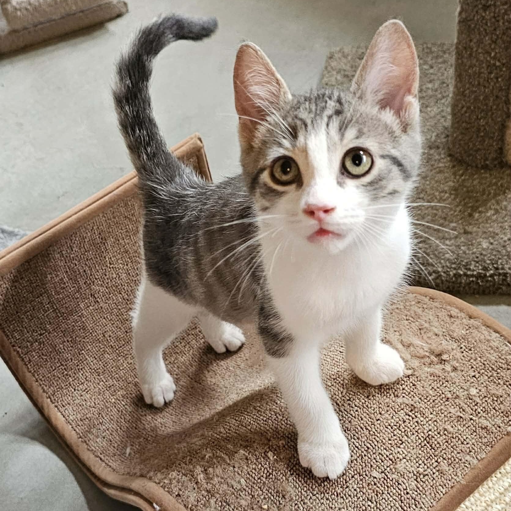 PRYCE, an adopted Domestic Short Hair in Delhi, ON image 1/4