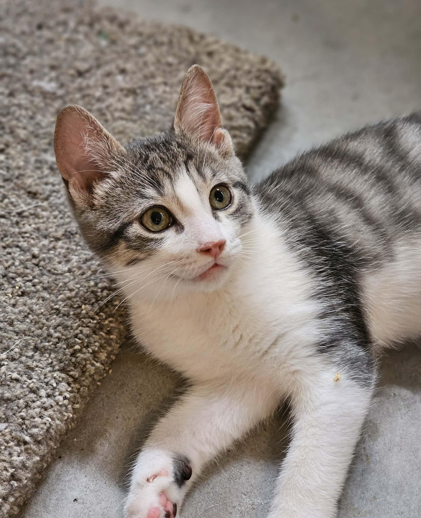 PRYCE, an adopted Domestic Short Hair in Delhi, ON image 3/4