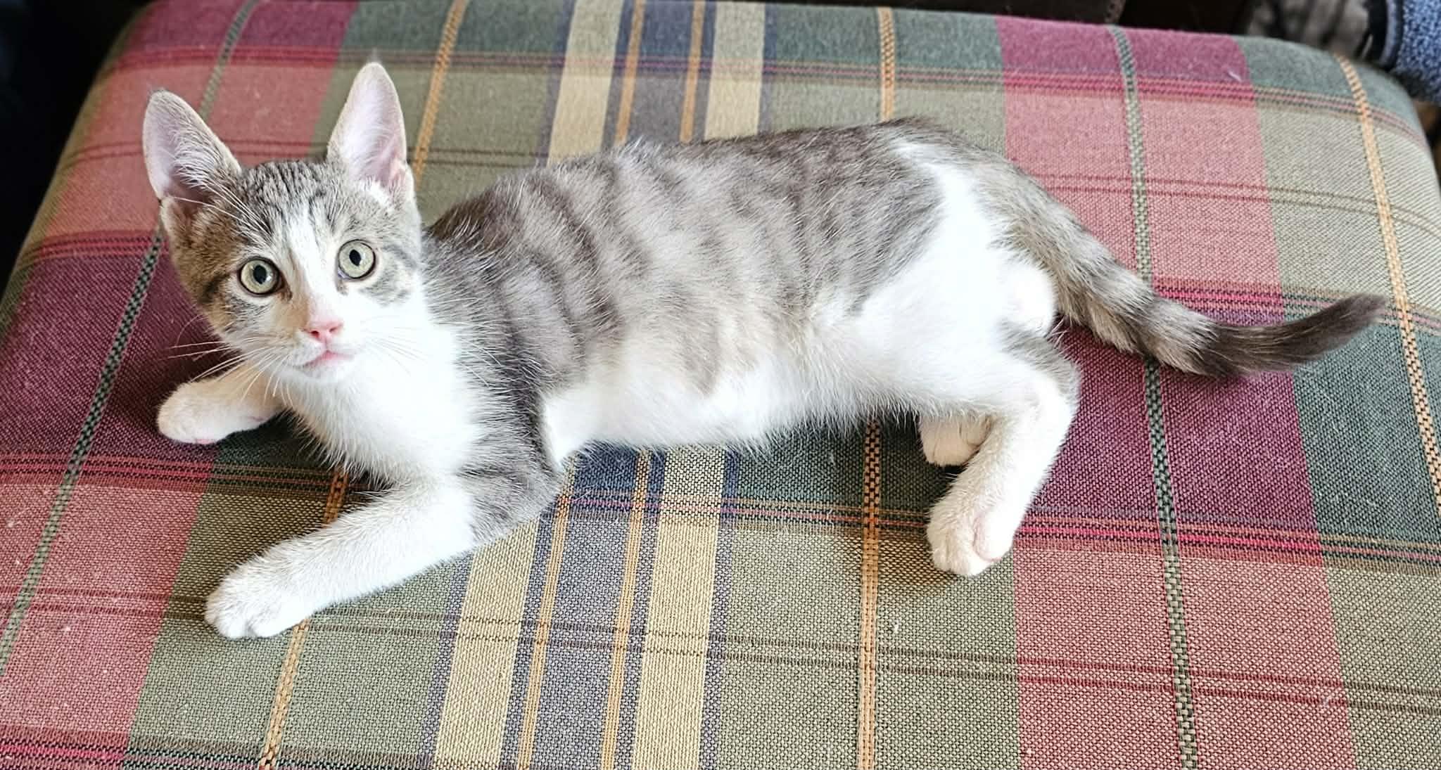 PRYCE, an adopted Domestic Short Hair in Delhi, ON image 2/4