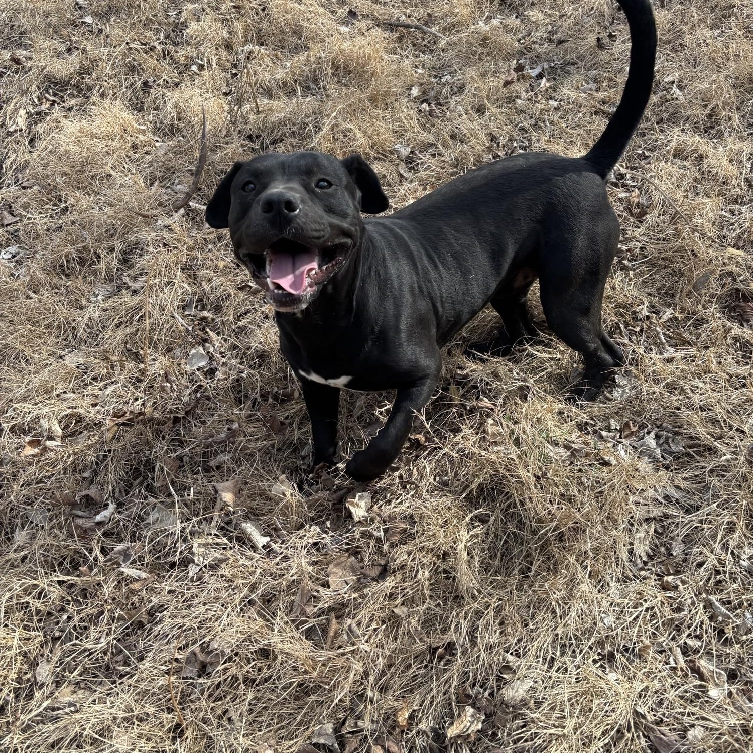 Coffey, ADOPTABLE, Adult Male American Bully.