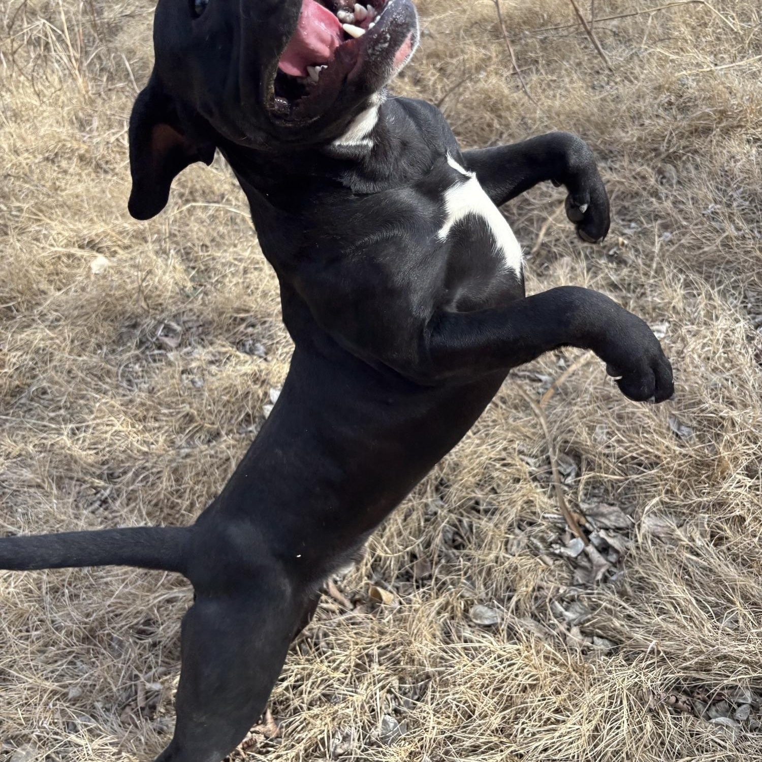 Enlarge Coffey, a ADOPTABLE mixed breed in Glenpool, OK image 2/3
