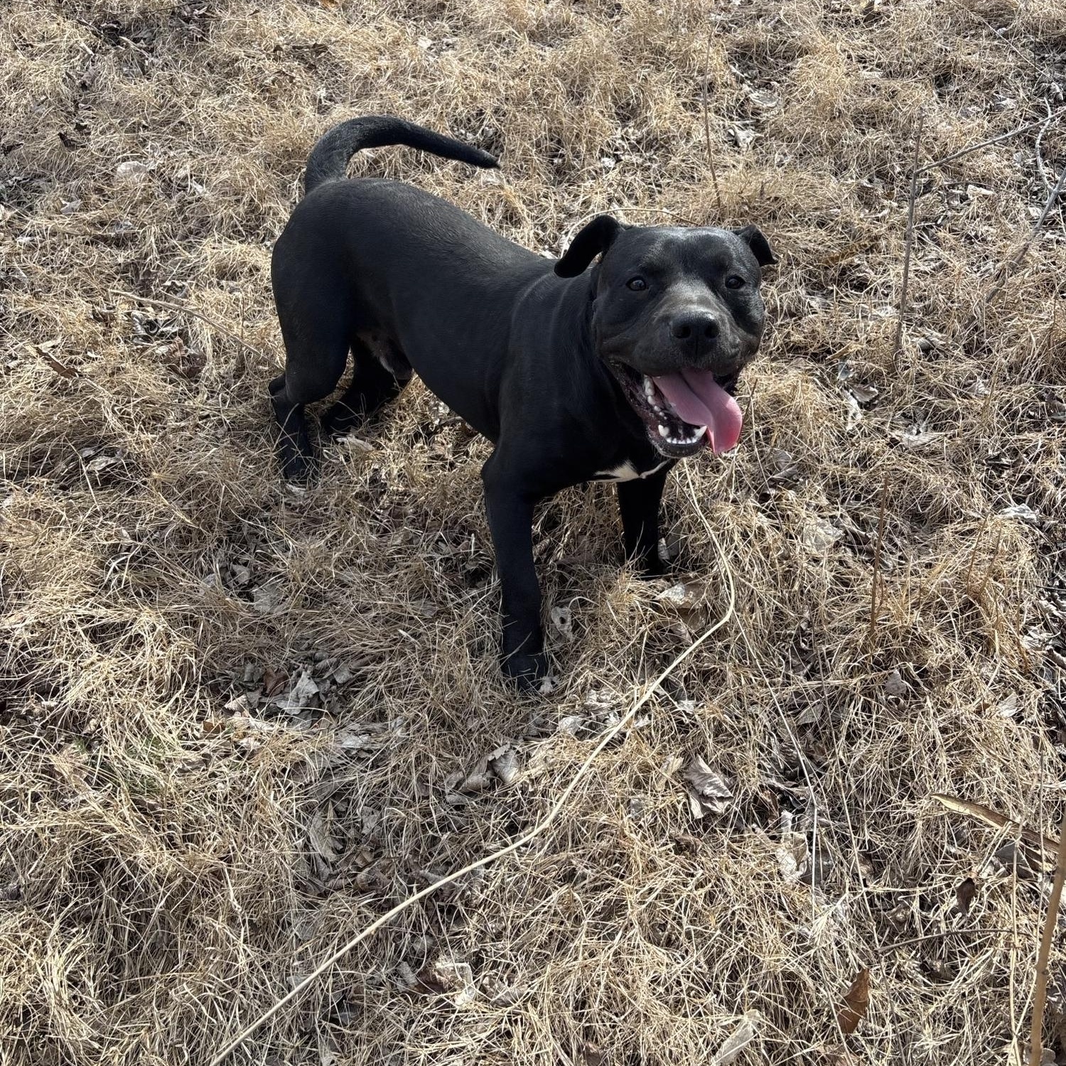 Enlarge Coffey, a ADOPTABLE mixed breed in Glenpool, OK image 3/3
